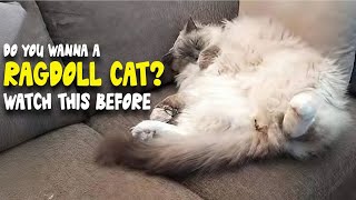 Ragdoll Cat: 10 Fascinating Facts You Should Know