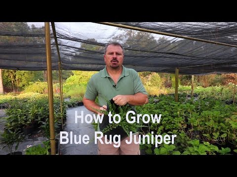 image-Is Wilton's creeping juniper a juniper?