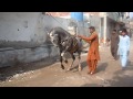 Horse Dance Training