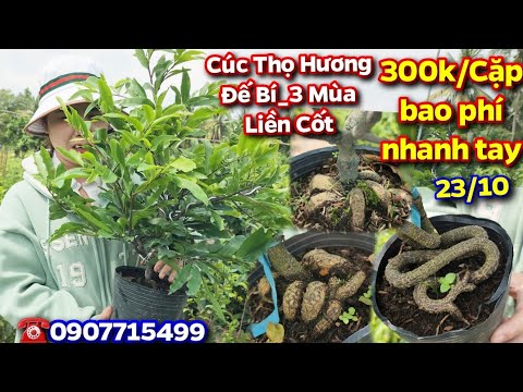 23/10☎️0907715499👉🏻Cúc Thọ Hương 3 mùa liền cốt  đế BÍ,ĐẾ RẮN,tàng đẹp nụ nhiều 300k/cặp bao phí