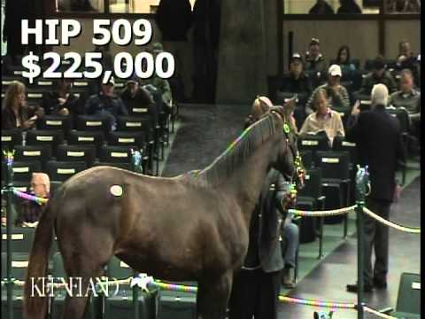 Hip 509 Sulis 13 Keeneland November Sale 2013 Visit us @ hnrhorseracing.com