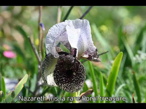 Giv'at HaMo're Reserve and Nazareth Irus