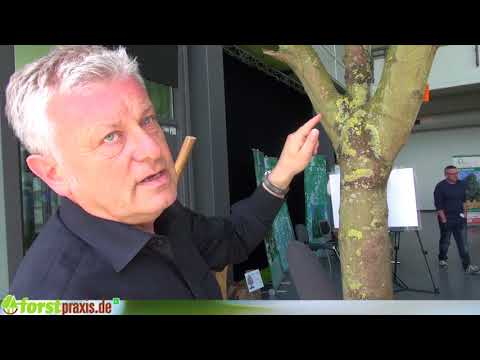 The right tree pruning for tree professionals