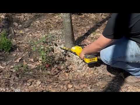 DeWalt 20V MAX* 8-in. Brushless Cordless Pruning Chainsaw (DCCS623B)