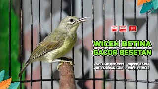 Download lagu Kolibri Kelapa Betina Gacor‼️ Cocok untuk Masteran Murai, Kacer, dan Burung Bahan ( Episode 02 ) mp3 Download lagu Kolibri Kelapa Betina Gacor‼️ Cocok untuk Masteran Murai, Kacer, dan Burung Bahan ( Episode 02 ) mp3