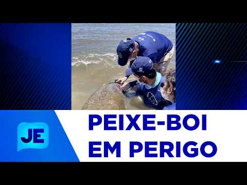 MPF e Fundação Mamíferos Aquáticos se mobilizam para preservar o peixe-boi-marinho - JE