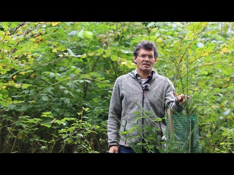 Waldwirtschaften Kompakt - Seltener Fund im Wald - Eine Eibe