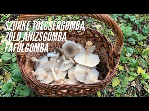 Pleurotus eryngii - Ördögszekér-laskagomba