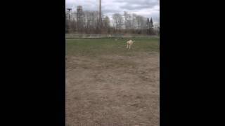 Greyhounds are amazing