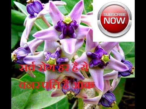calotropis gigantea introduction and best benefits/आक के फायदे/indian ayurveda channel Video