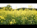 4692 Raps Canola Stock Footage Video