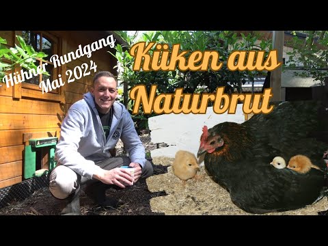Chicken tour May 2024 - Naturally hatched chicks - Figs - HISEA rubber boots