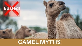 Camel Myths Busted for World Camel Day