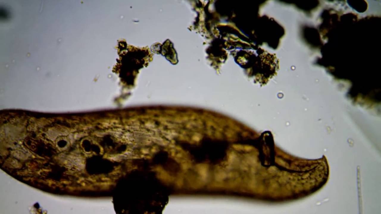 <em>Loxodes magnus</em> Stokes, 1887