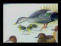 Spotbill Video Bird Guide