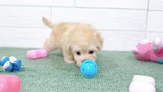 ハーフ犬の動画01