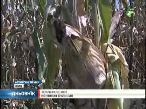 Диждж у Сриме нє звекша урожаї/Diždž  sport u Sidze