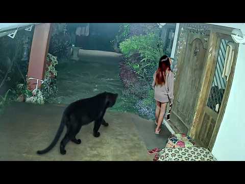 ANIMAIS SELVAGENS INVADINDO CIDADES CAPTURADOS EM CÂMERA