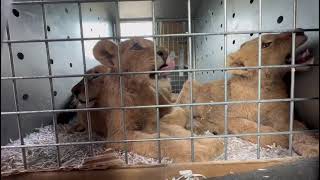 Cubs Doing well after drive and transfer