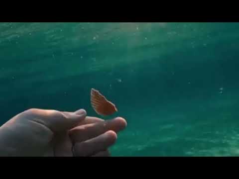 Mitich x Erik - Tvoja pjesma, moja bol(sped up)