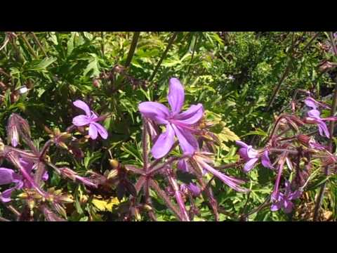 Pata de gallo: Geranium canariense (www.riomoros.com)