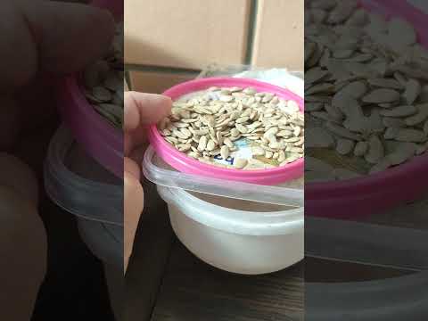 Не повторять ошибки при заготовке семян дыни.