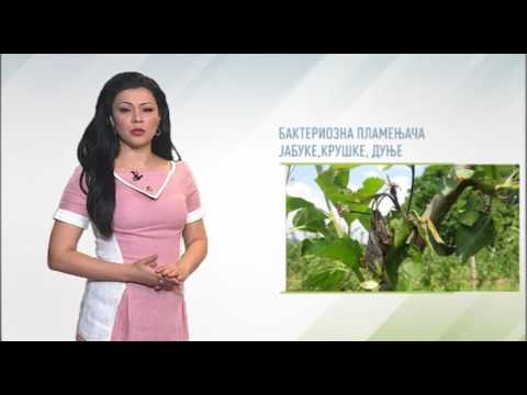 Zelena prognoza, 23.5.2016. - O bakterioznoj plamenjači jabuke, kruške i dunje