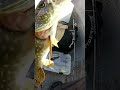 Video Thumbnail for This pike really wanted my lure #short #fishing #subscribe #shorts