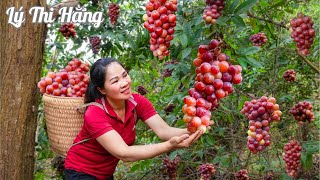 Harvesting Wild Grape & Goes to the Market Sell - Harvesting & Cooking || Ly Thi Hang Daily Life