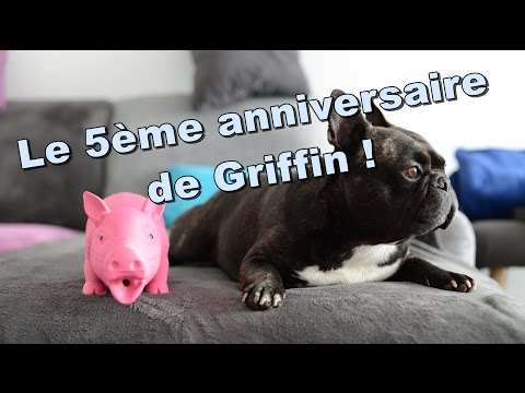Griffin french bulldog - 5th birthday gift !