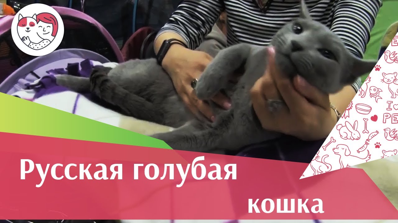 Русская голубая порода кошек на ilikepet