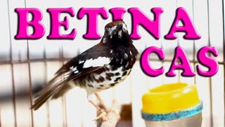 Download lagu ANIS KEMBANG BETINA NRITIK NGIWIR LENJEH, UNTUK CAS AK JANTAN mp3