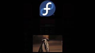 Fedora Vs Ubuntu #fedora #ubuntu #immutable #linux