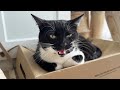 Big Tuxie Boi Has The Smallest Meows In The World