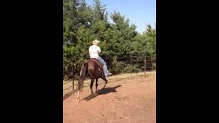 preview picture of video 'Foxy the awesome Fox Trotting Mare'