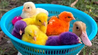 Catch millions of cute chickens, colorful chickens, gold fish, turtle, rabbits, ducks, cute animals