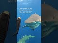 Ocean Photography And Snooty The Lemon Shark With Her Big Smile