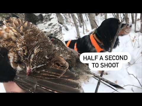 Reality of Ruffed Grouse Hunting