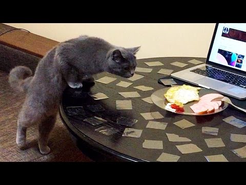 How to Wean Your Cat to From Walking On the Table