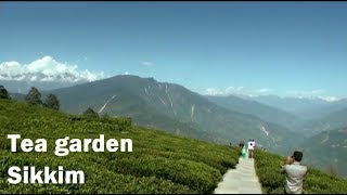 Temi Tea Garden in Sikkim 