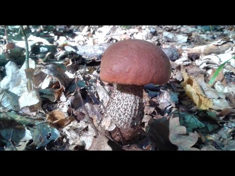 Hrastov turčin (Leccinum quercinum)