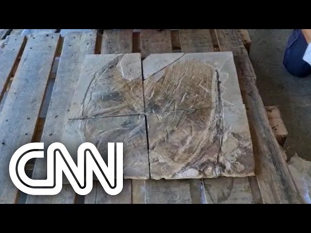 Fóssil de Pterossauro é repatriado e ficará em museu carioca | LIVE CNN