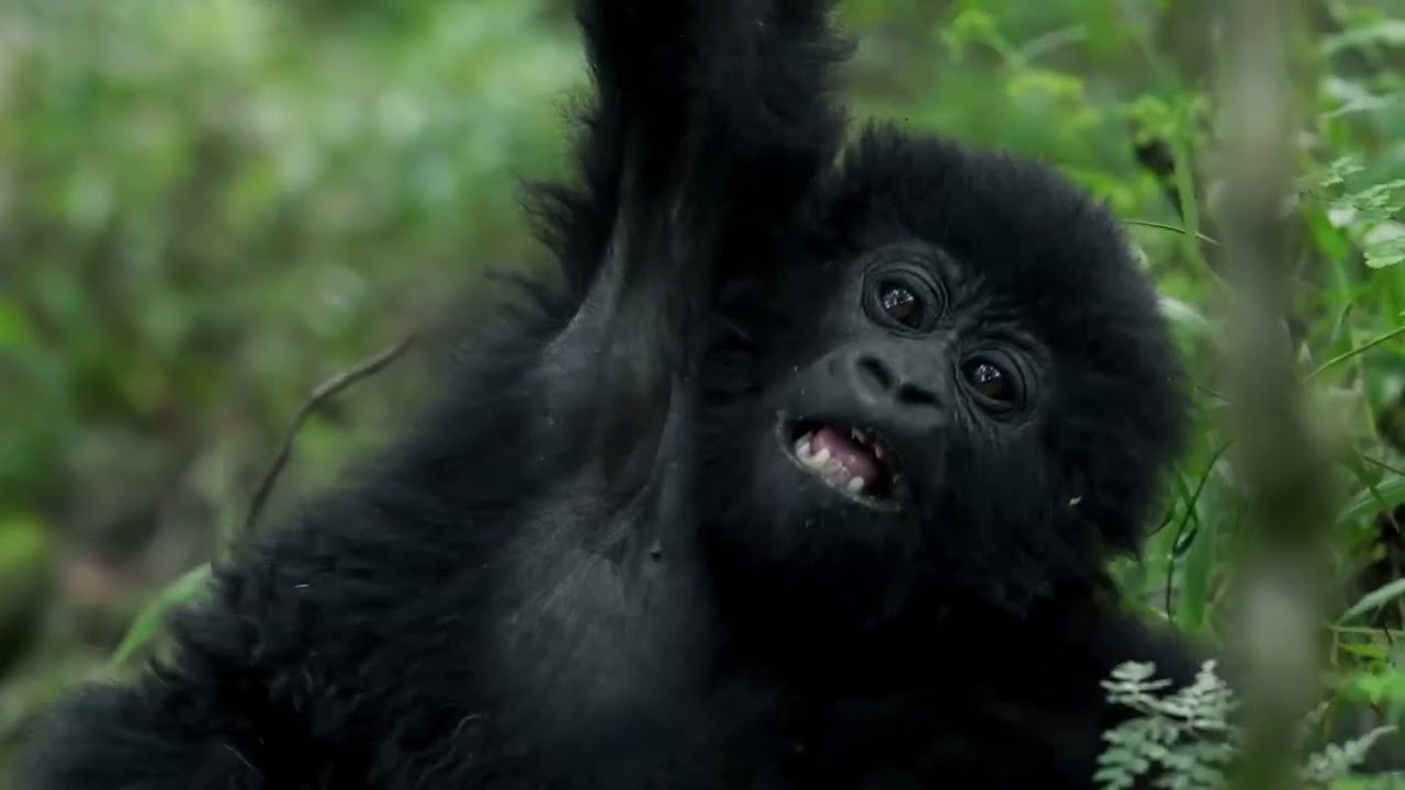 Mgahinga National Park, Home to Mountain Gorillas 🦍 — #ExploreUganda