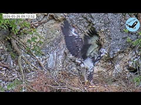 伊吹山のイヌワシ子育てライブC1 2026-06-04_04:00〜 / Remote Live Streaming of Golden Eagles in Mt. Ibuki, Japan