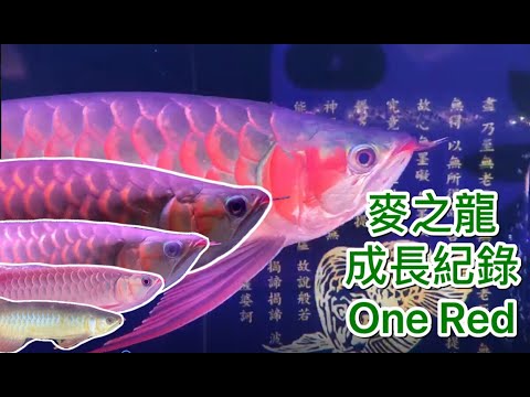 紅龍飼養