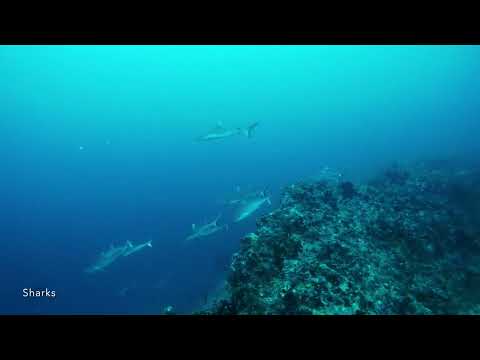 Maldives | Dive Rannalhi house Reef & Cocoa Corner & Appa Thila