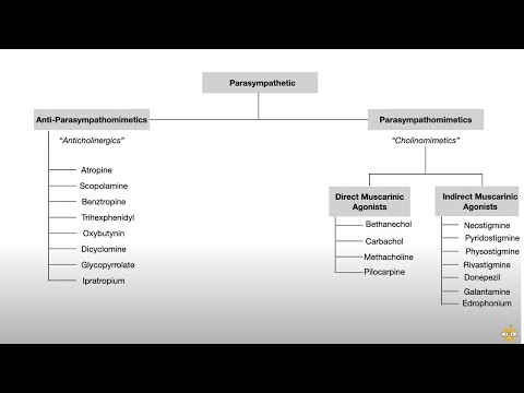 Autonomic Nervous System (Pharmacology, Receptors, and Physiology)