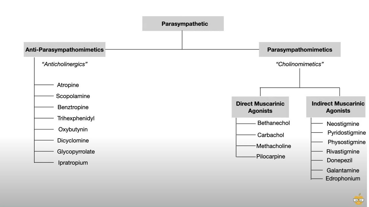 Autonomic Nervous System (Pharmacology, Receptors, and Physiology)