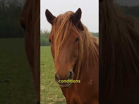 , title : 'Interesting Information about Canadian Horse #viral #shorts #horses'