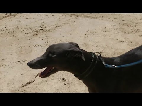 Greyhound complaint dismissed